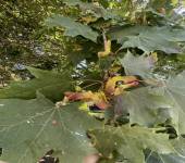 Acer cappadocicum Gled.