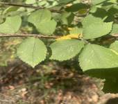 Carpinus orientalis Mill.