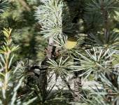 Cedrus atlantica (Endl.) Manetti ex Carriere