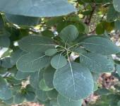 Cotinus coggygria Scop.