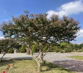 Lagerstroemia indica L.