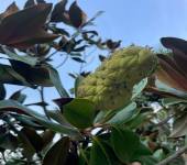 Magnolia grandiflora L.