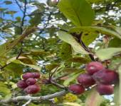 Malus hupehensis (Pamp.) Rehder