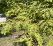 Metasequoia glyptostroboides H.H. Hu & W.C.Cheng