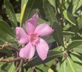 Nerium oleander L.