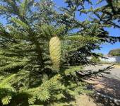 Picea abies (L.) H.Karst.