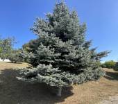 Picea pungens Engelm.