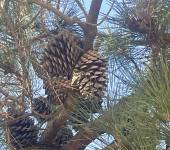 Pinus pinaster Aiton