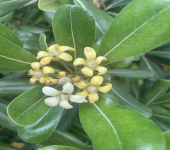 Pittosporum tobira  (Murray) Aiton fil.