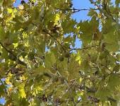 Platanus acerifolia (Aiton) Willd.