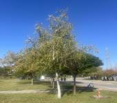 Populus nigra L.