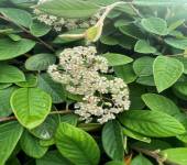 Cotoneaster coriaceus Franch.