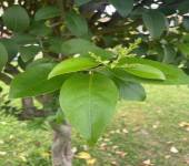 Ligustrum japonicum Thunb.