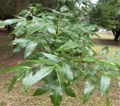 Fraxinus angustifolia Vahl