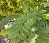 Robinia pseudoacacia L.