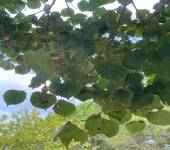 Tilia cordata Mill.