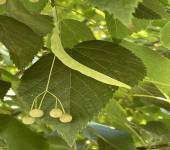 Tilia platyphyllos Scop.