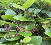 Viburnum tinus L.