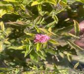 Weigela florida (Bunge) A.DC.