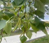 Betula pendula Roth.