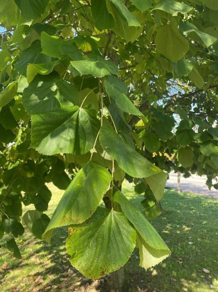 Tilia europaea L.